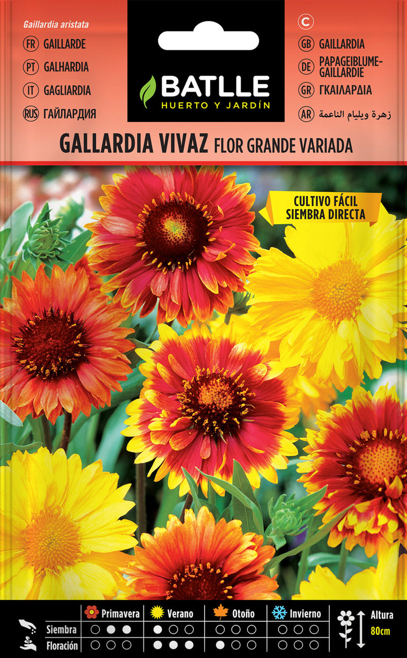 Sementes Gallardia Vivaz Flor Grande Variada