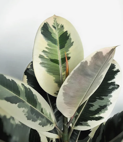 Ficus elastica | Tineke